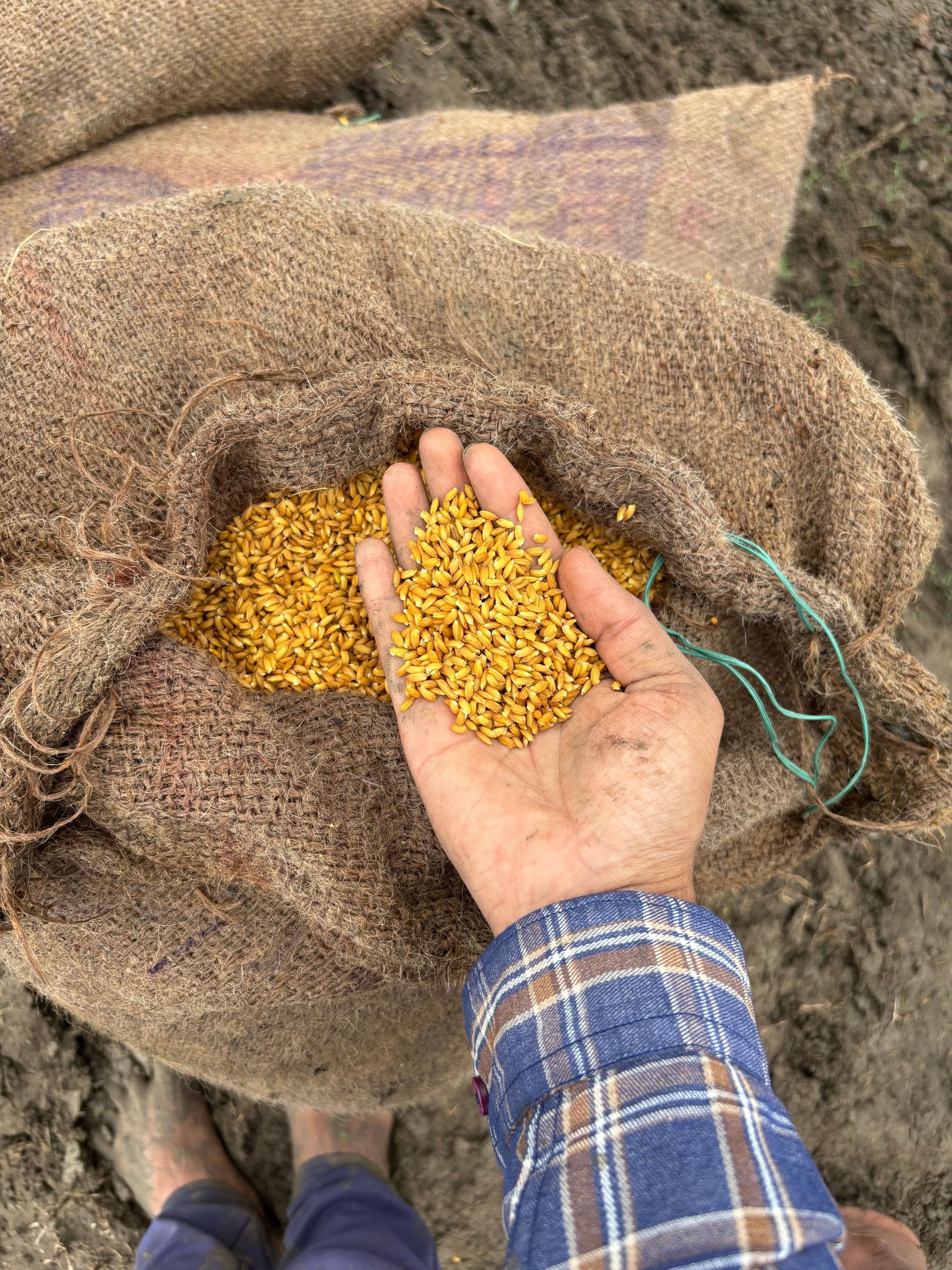 Seed grains scooped from a sack into a hand