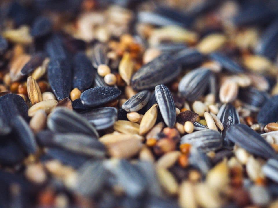 Mixed seeds of sunflower and cereal grains