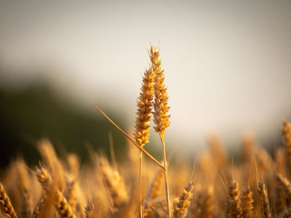 A single wheat ear against a soft field background