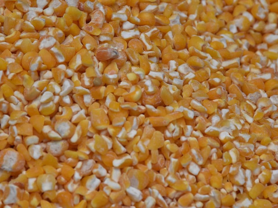 Loose maize kernels, close-up